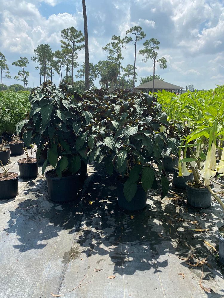 clerodendrum-quadriloculare-shooting-star-starburst-clerodendrum