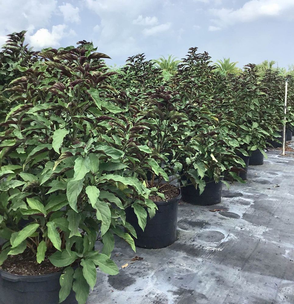 clerodendrum-quadriloculare-shooting-star-starburst-clerodendrum