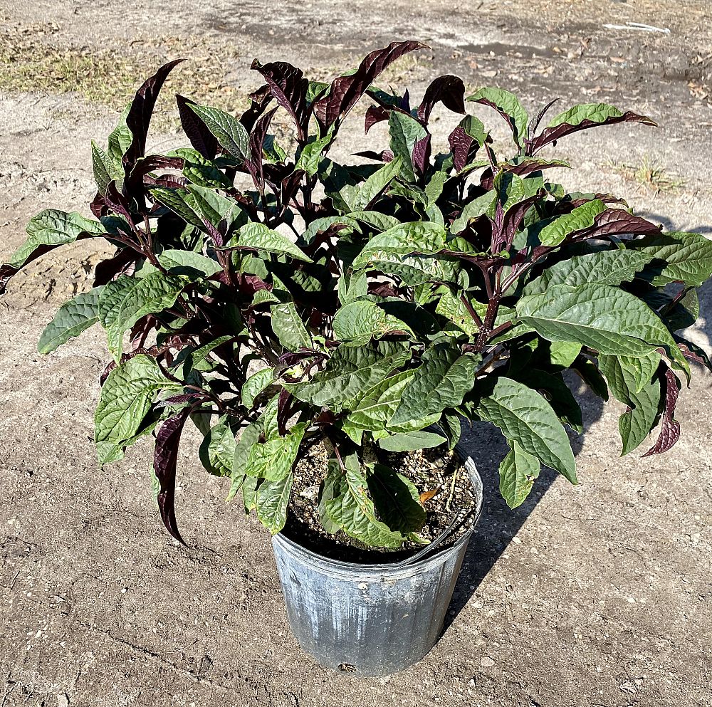 clerodendrum-quadriloculare-shooting-star-starburst-clerodendrum
