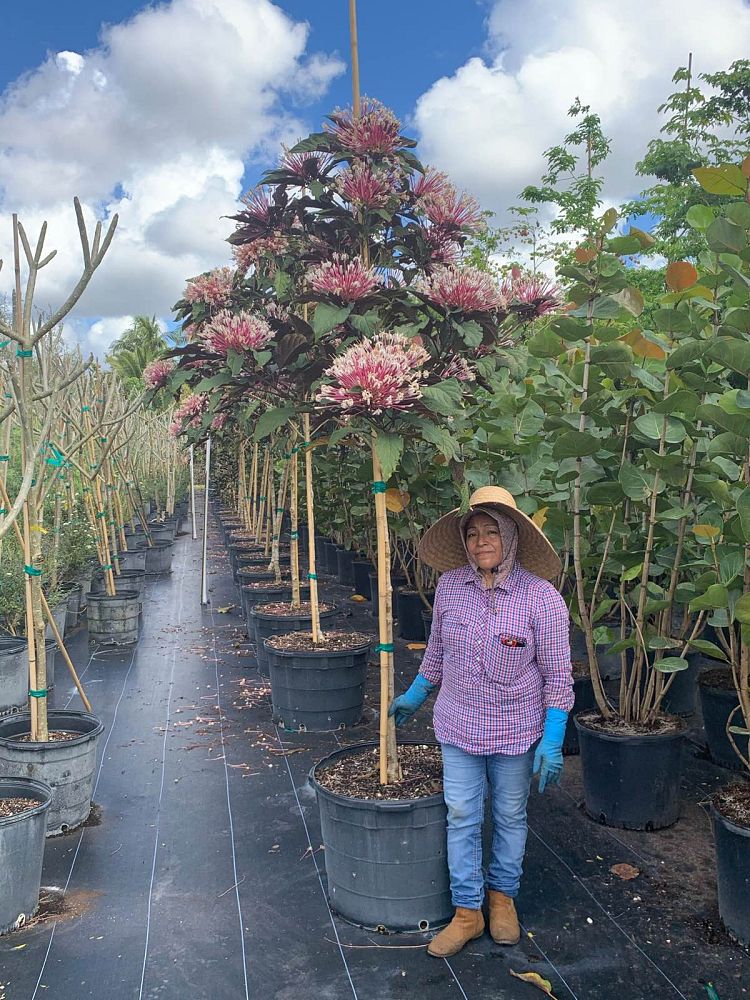 clerodendrum-quadriloculare-shooting-star-starburst-clerodendrum