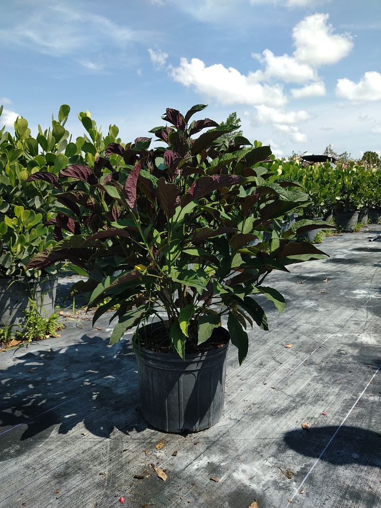 clerodendrum-quadriloculare-shooting-star-starburst-clerodendrum
