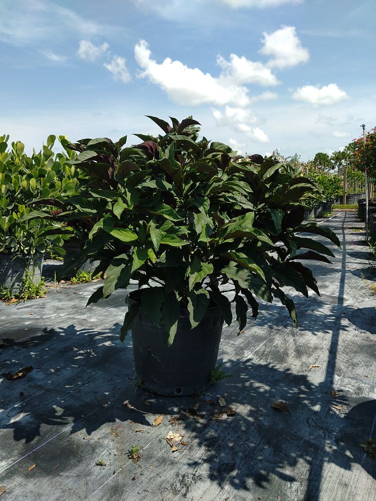 clerodendrum-quadriloculare-shooting-star-starburst-clerodendrum