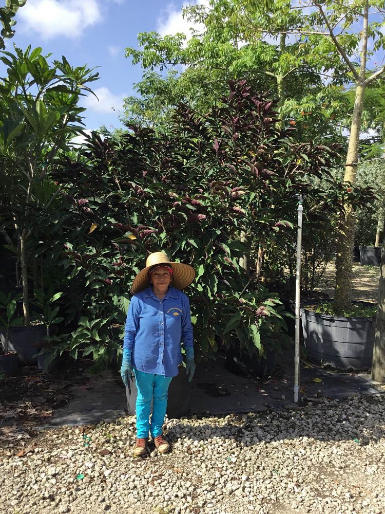 clerodendrum-quadriloculare-shooting-star-starburst-clerodendrum