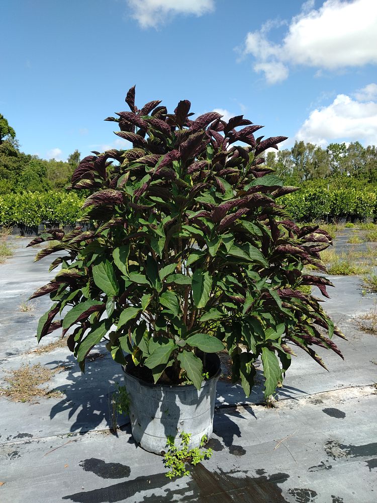 clerodendrum-quadriloculare-shooting-star-starburst-clerodendrum