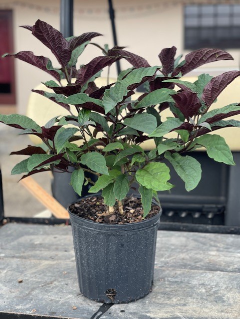 clerodendrum-quadriloculare-shooting-star-starburst-clerodendrum