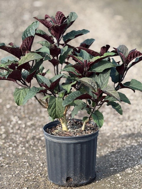 clerodendrum-quadriloculare-shooting-star-starburst-clerodendrum