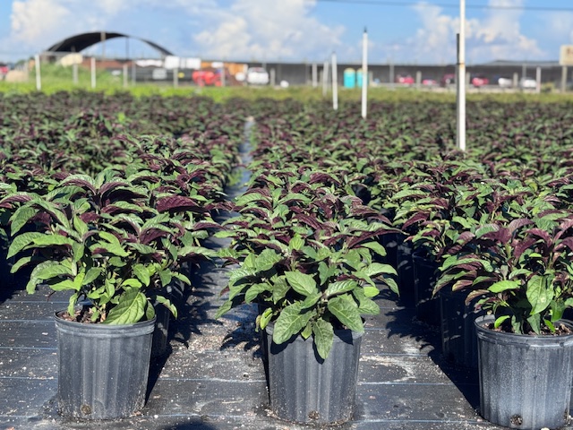 clerodendrum-quadriloculare-shooting-star-starburst-clerodendrum