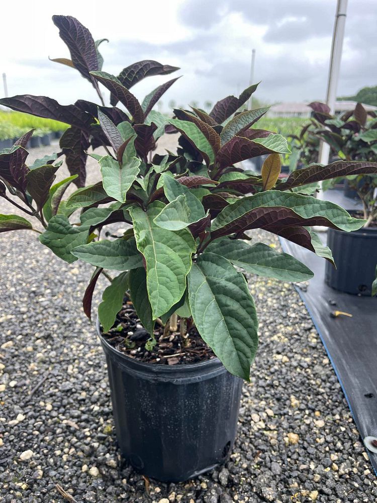 clerodendrum-quadriloculare-shooting-star-starburst-clerodendrum