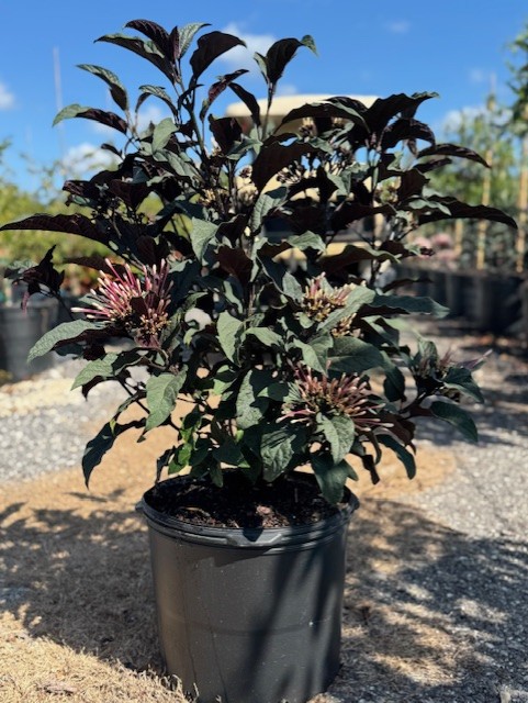 clerodendrum-quadriloculare-shooting-star-starburst-clerodendrum