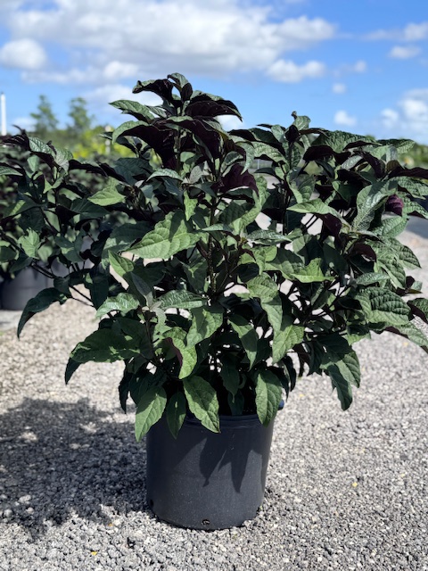 clerodendrum-quadriloculare-shooting-star-starburst-clerodendrum