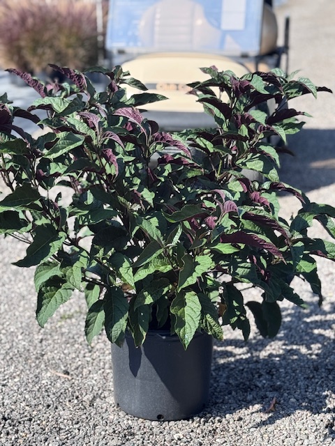 clerodendrum-quadriloculare-shooting-star-starburst-clerodendrum