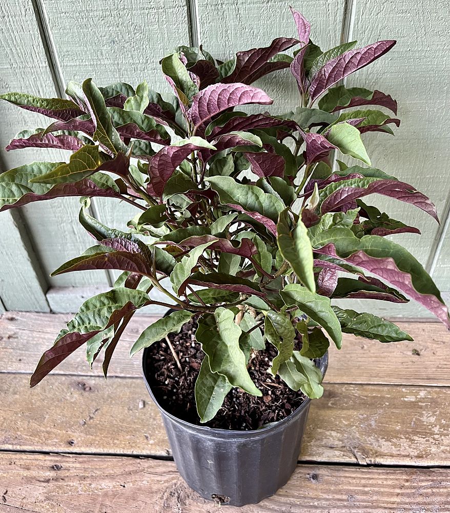 clerodendrum-quadriloculare-shooting-star-starburst-clerodendrum
