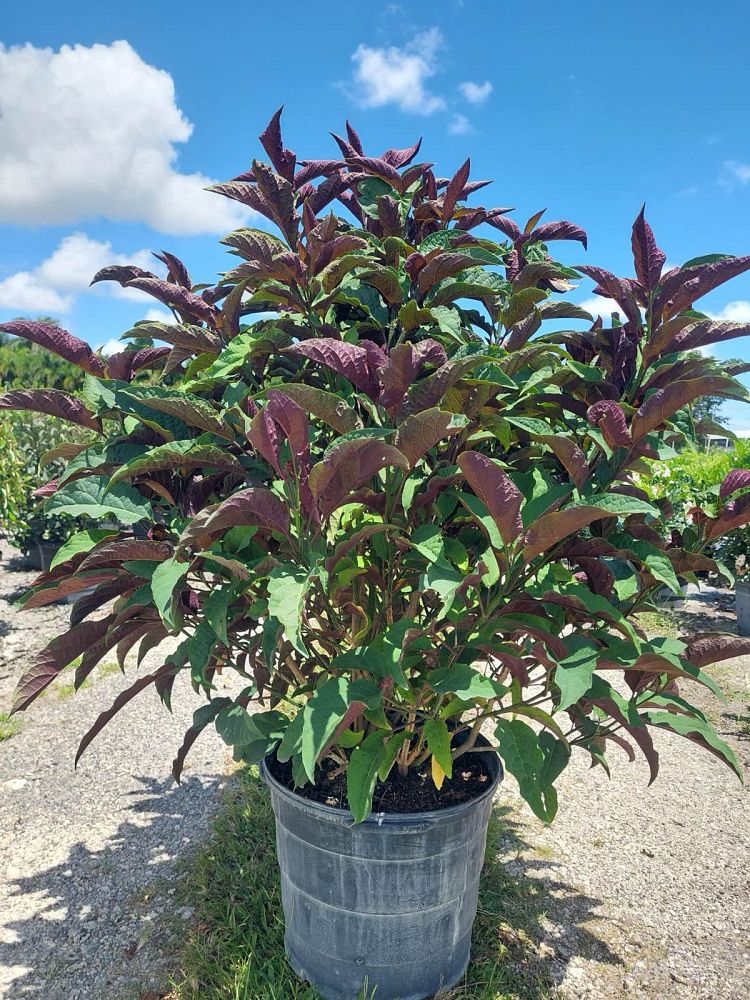 clerodendrum-quadriloculare-shooting-star-starburst-clerodendrum