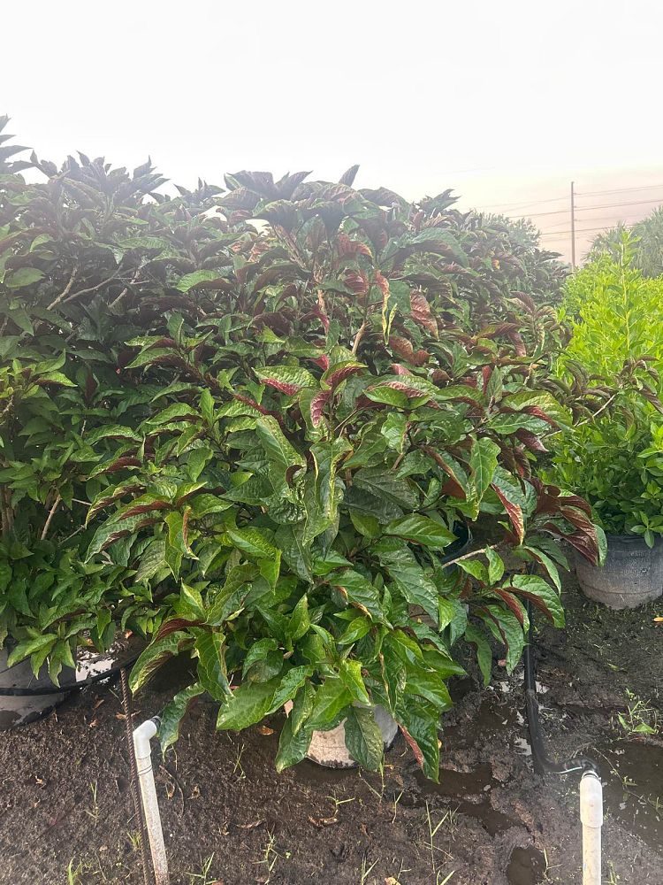 clerodendrum-quadriloculare-shooting-star-starburst-clerodendrum