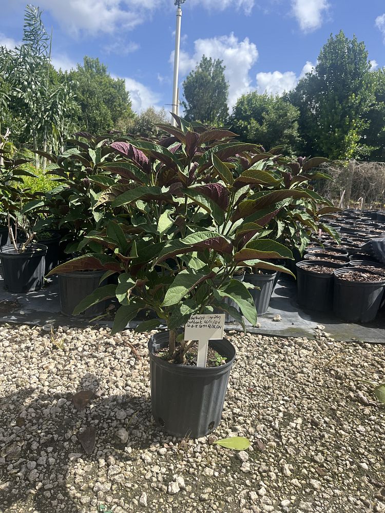 clerodendrum-quadriloculare-shooting-star-starburst-clerodendrum