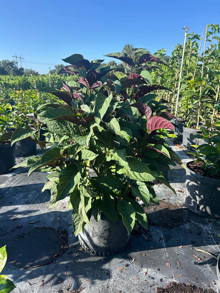 clerodendrum-quadriloculare-shooting-star-starburst-clerodendrum