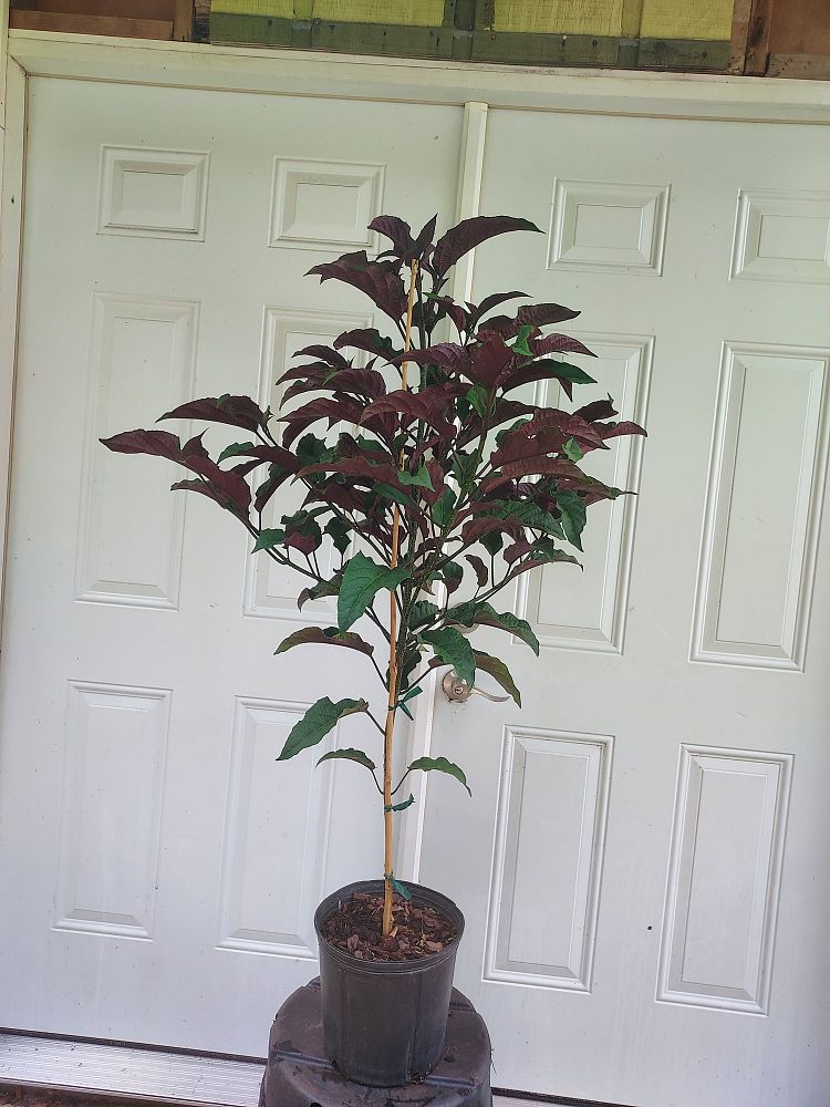 clerodendrum-quadriloculare-shooting-star-starburst-clerodendrum