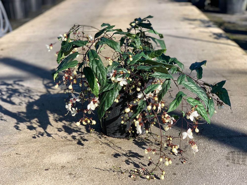 clerodendrum-schmidtii-light-bulbs-clerodendrum-smithianum
