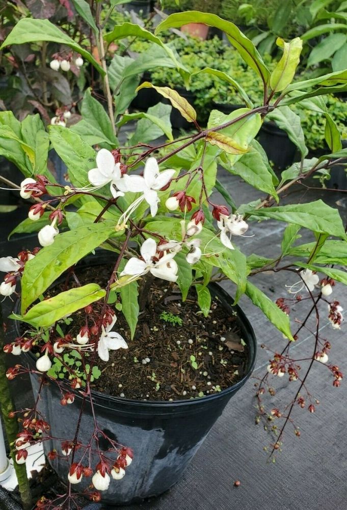 clerodendrum-schmidtii-light-bulbs-clerodendrum-smithianum