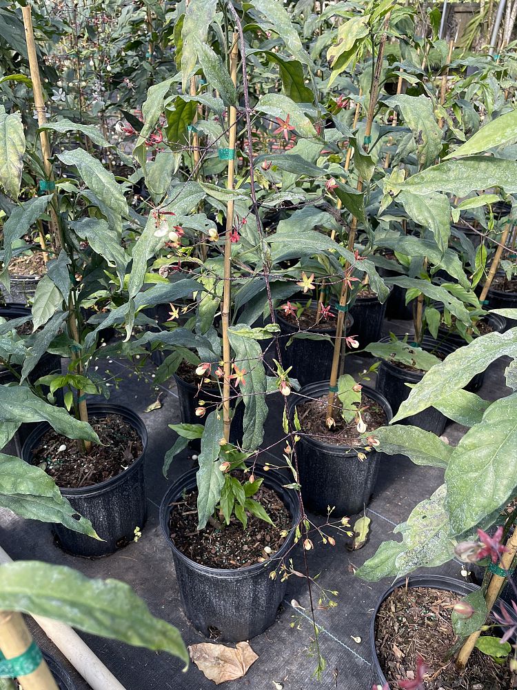 clerodendrum-smithianum-light-bulbs