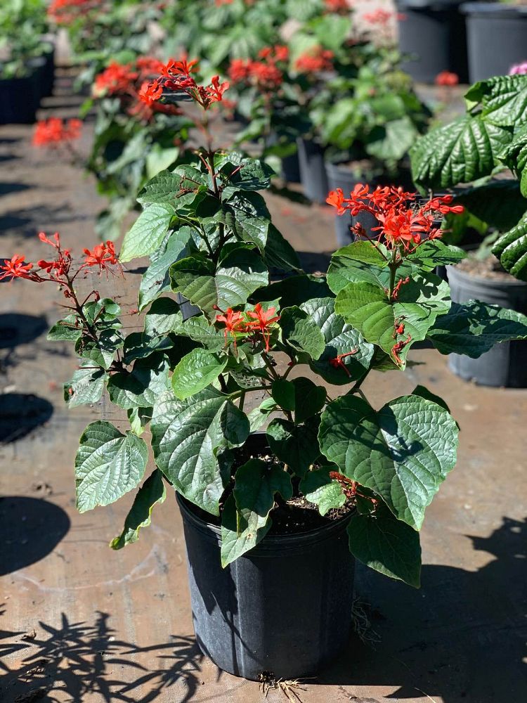 clerodendrum-speciosissimum-glory-bower