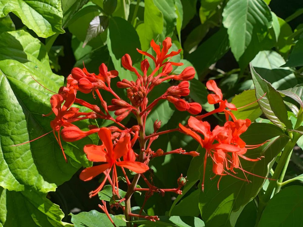 clerodendrum-speciosissimum-glory-bower