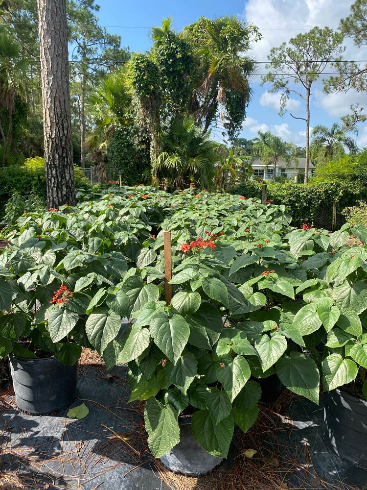 clerodendrum-speciosissimum-glory-bower
