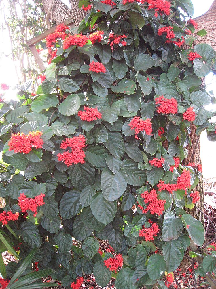 clerodendrum-splendens-flaming-glory
