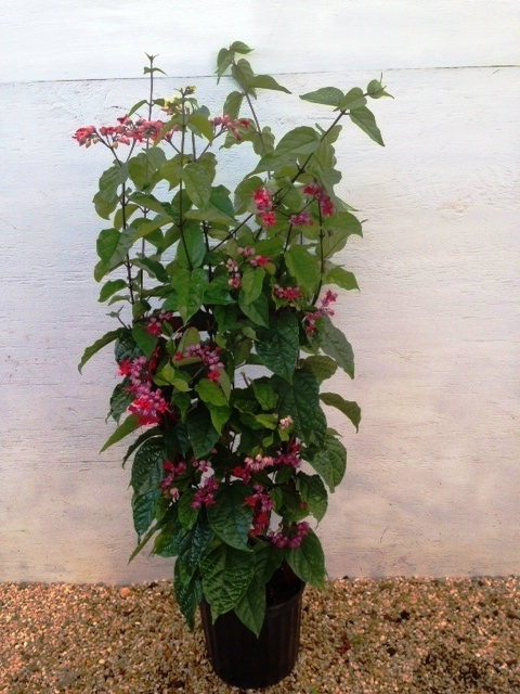 clerodendrum-thomsoniae-bleeding-heart-vine-white
