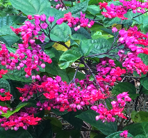 clerodendrum-thomsoniae-bleeding-heart-vine-white