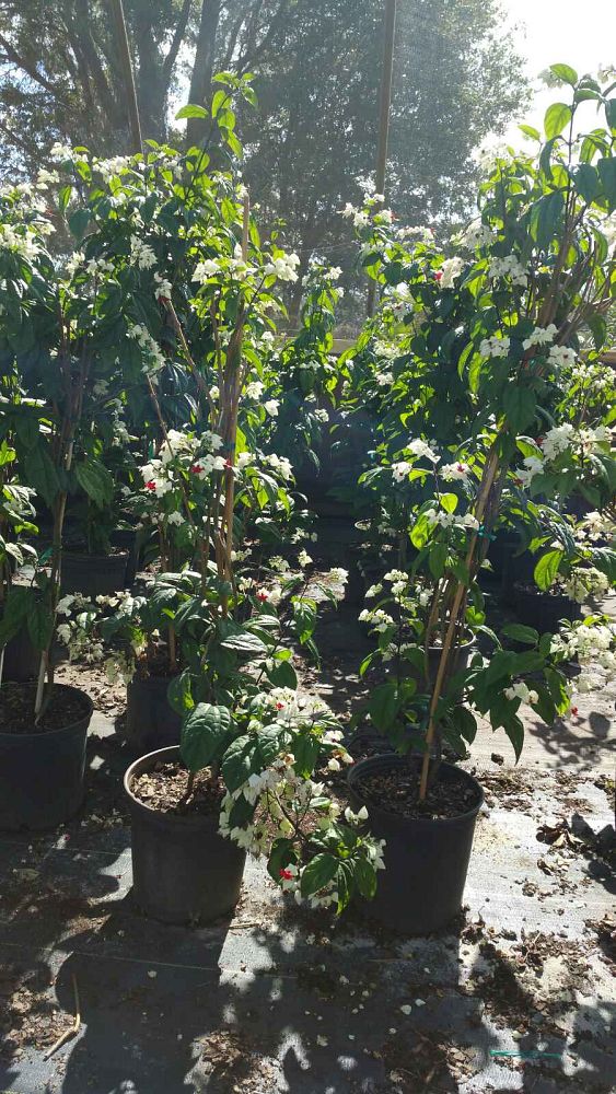 clerodendrum-thomsoniae-bleeding-heart-vine-white