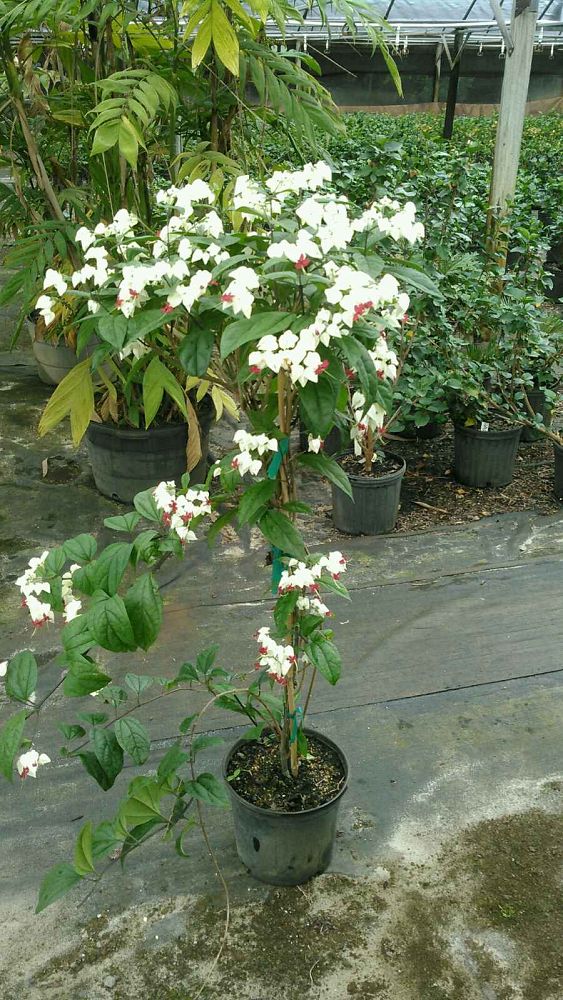 clerodendrum-thomsoniae-bleeding-heart-vine-white