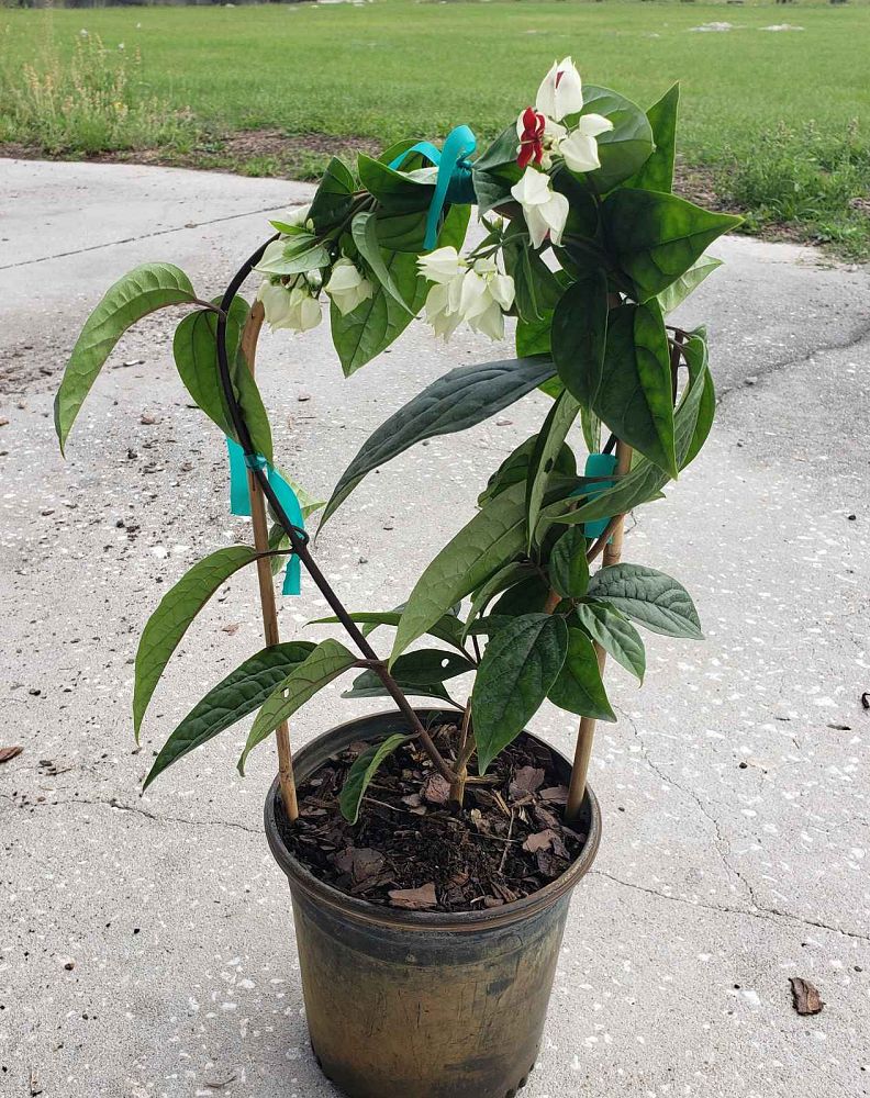 clerodendrum-thomsoniae-bleeding-heart-vine-white