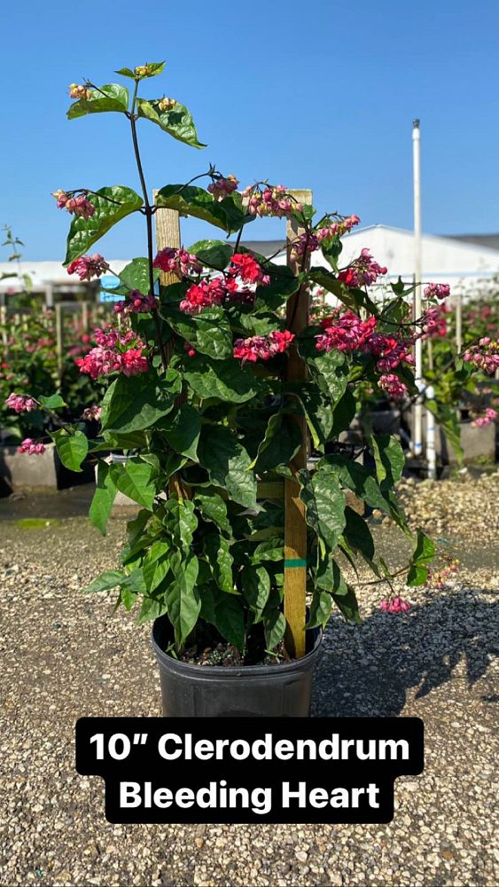 clerodendrum-thomsoniae-bleeding-heart-vine-white