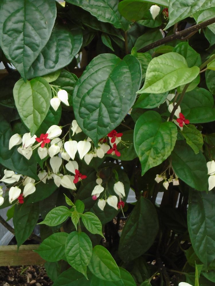 clerodendrum-thomsoniae-bleeding-heart-vine-white