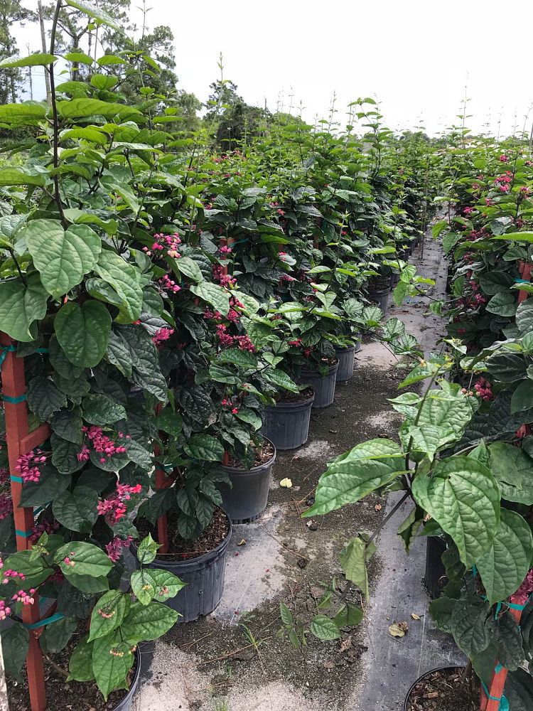 clerodendrum-thomsoniae-delectum-bleeding-heart-vine-red