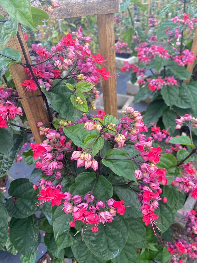 clerodendrum-thomsoniae-delectum-bleeding-heart-vine-red