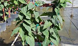 clerodendrum-thomsoniae-delectum-bleeding-heart-vine-red