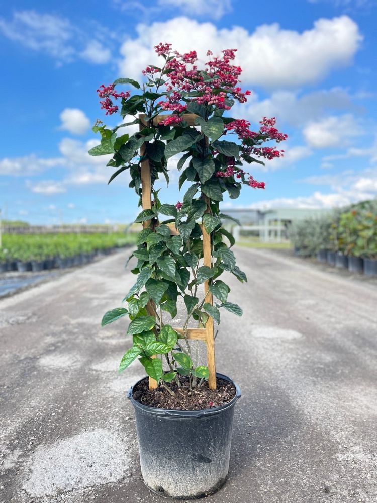 clerodendrum-thomsoniae-delectum-bleeding-heart-vine-red