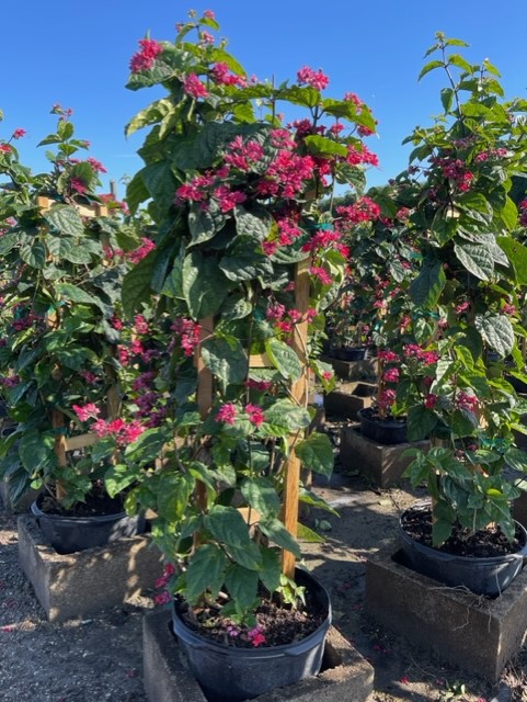 clerodendrum-thomsoniae-delectum-bleeding-heart-vine-red