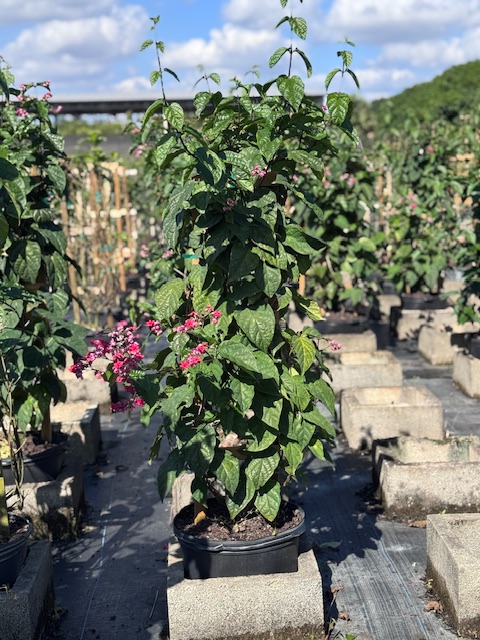 clerodendrum-thomsoniae-delectum-bleeding-heart-vine-red