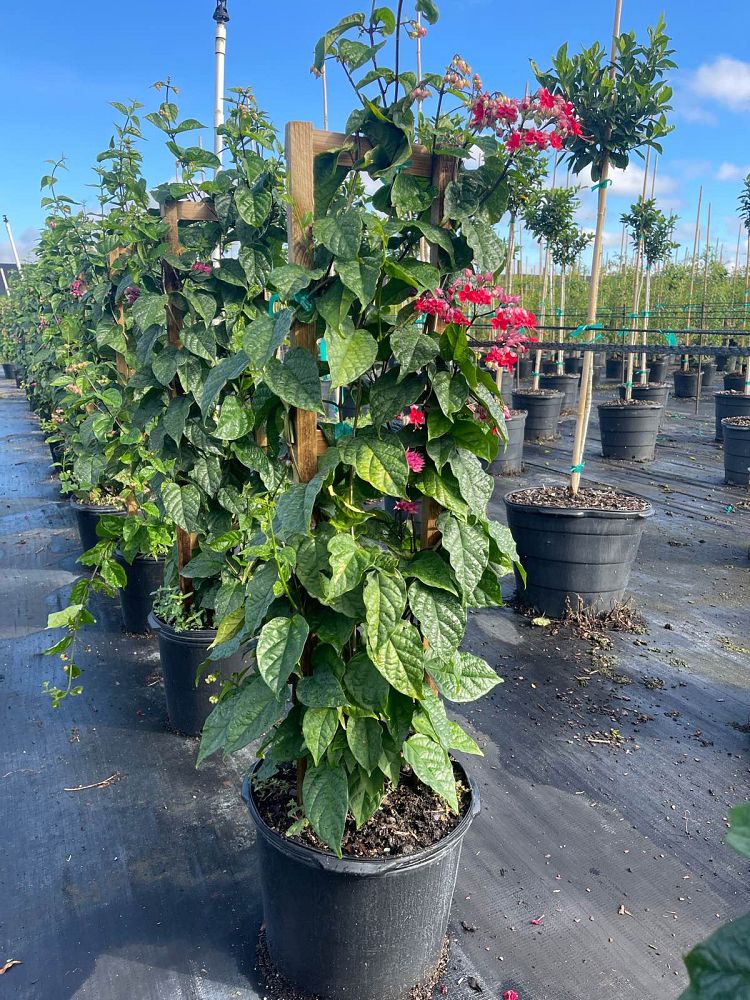 clerodendrum-thomsoniae-delectum-bleeding-heart-vine-red