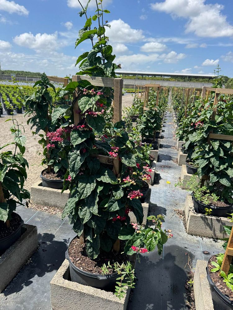 clerodendrum-thomsoniae-delectum-bleeding-heart-vine-red