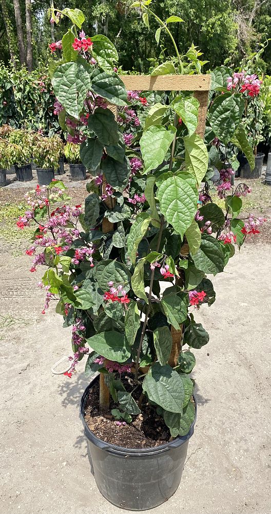 clerodendrum-thomsoniae-delectum-bleeding-heart-vine-red