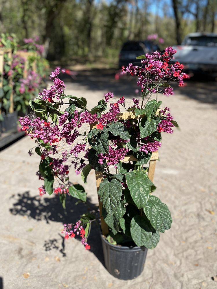 clerodendrum-thomsoniae-delectum-bleeding-heart-vine-red