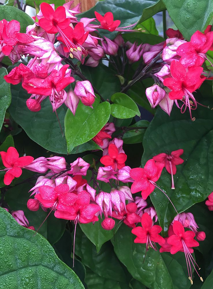 clerodendrum-thomsoniae-delectum-bleeding-heart-vine-red