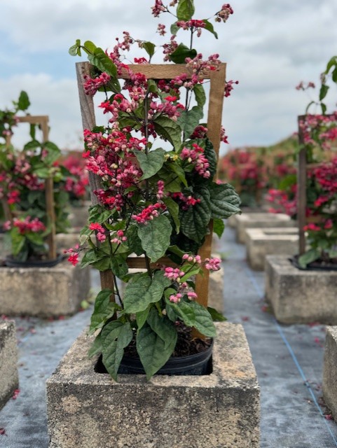 clerodendrum-thomsoniae-delectum-bleeding-heart-vine-red