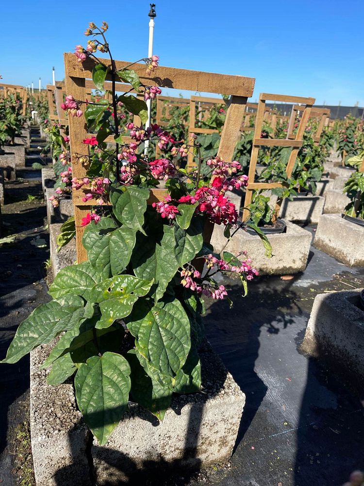 clerodendrum-thomsoniae-delectum-bleeding-heart-vine-red