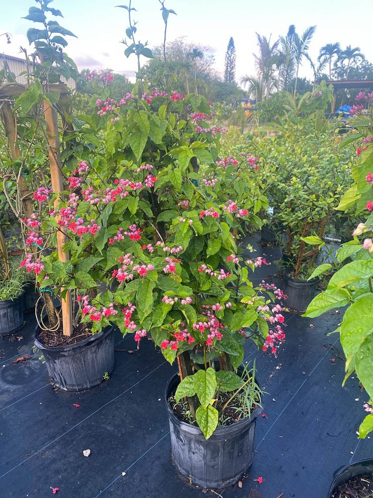 clerodendrum-thomsoniae-delectum-bleeding-heart-vine-red