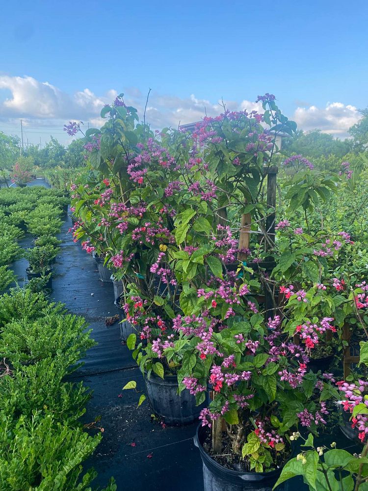 clerodendrum-thomsoniae-delectum-bleeding-heart-vine-red